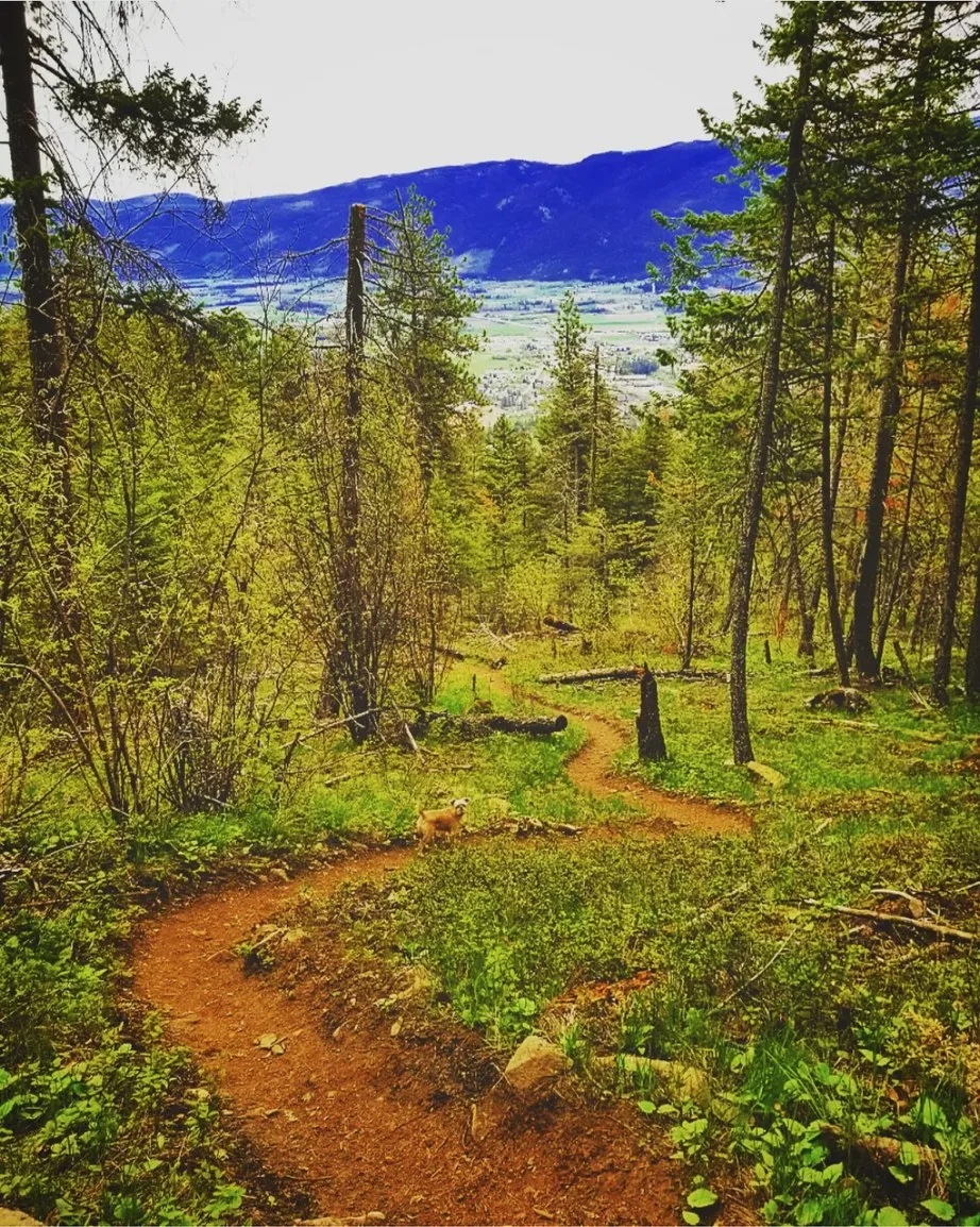 Singletrack winding through open forest above a valley