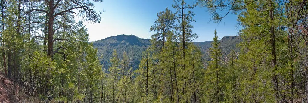 Conifer forest below a ridge