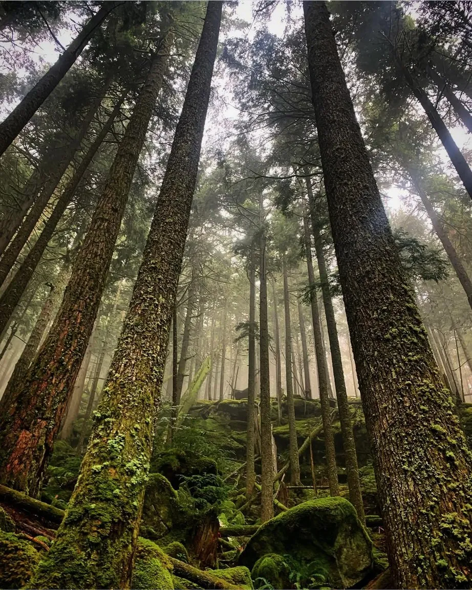 Old-growth forest in mist on the Harrison Grind