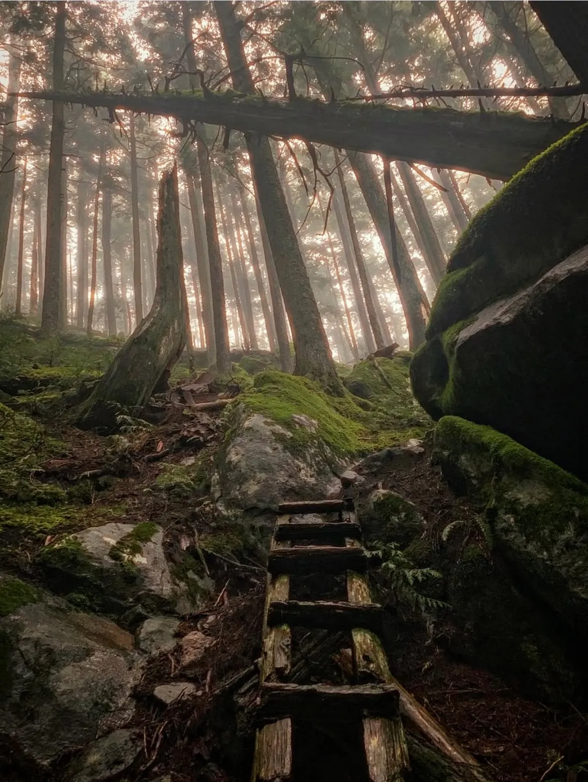 A wooden ladder up a mossy slope in dense forest