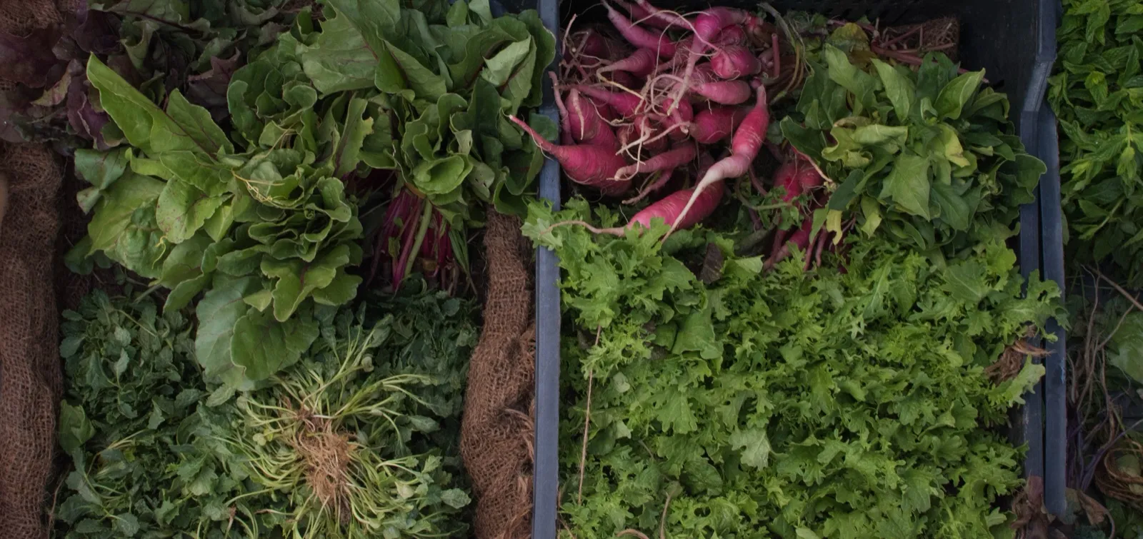wide Fresh greens and radishes at a market