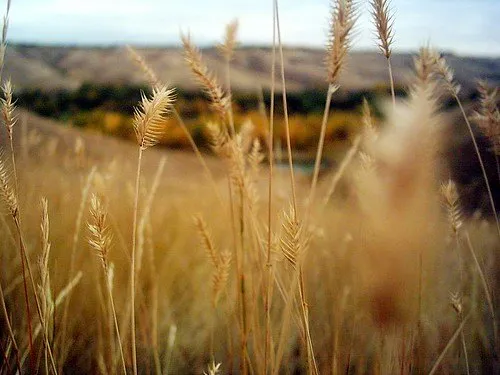 Dry grass and coulees in the Oldman River valley